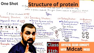 Structure of protein  primary  secondary  tertiary  Quaternary  class 11th  in Urdu  Hindi [upl. by Ariaek]