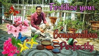 How to Rejuvenate and Fertilize Bougainvillea Plants [upl. by Bekki486]