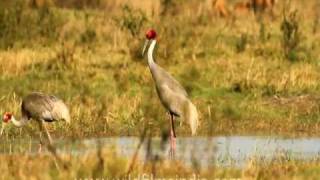 Sarus Cranes trumpeting gloriously [upl. by Annat594]