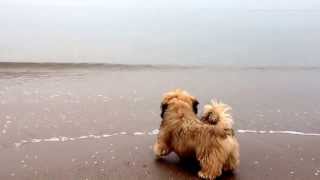 Lhasa Apso puppy Altan first time to the sea [upl. by Felty]