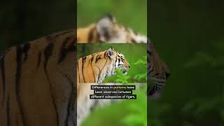 Why Tiger Skin is the MOST FASCINATING in the Animal Kingdom [upl. by Manno793]