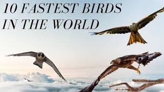 TOP 10 FASTEST BIRD IN THE WORLD BY SPEED  WAY TO KNOW [upl. by Alisander532]