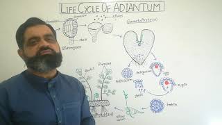 Life cycle of Adiantum Urdu Hindi medium profmasoodfuzail Maiden hair fern  Class Felicini [upl. by Arreic454]