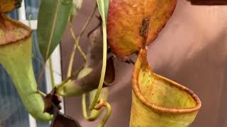 Nepenthes copelandii x lowii [upl. by Alaehs]