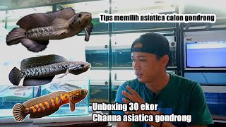 Unboxing 30 ekor channa asiatica [upl. by Endaira]