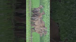 Such a beautiful animal  Nilgai nilgai shortsfeed wildlifewatch wildlife shorts animals yt [upl. by Annice]