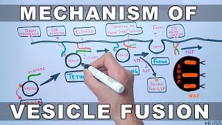 Mechanism of Vesicle Docking and Fusion [upl. by Deehan]