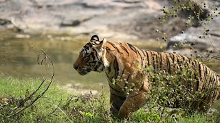 Found tiger in zone 2 safari Ranthambore  Tiger Name Badal  tiger ranthambore junglesafari e [upl. by Tedi]