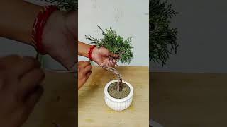 Wiring and Pruning Morpankhi Thuja compacta Plant shorts plants gardening [upl. by Rue]