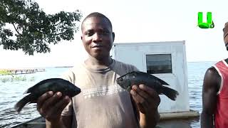 AYEKOO TIME WITH ANDREWS KWAME PIANIM  AQUACULTURE FARM [upl. by Anastasius609]