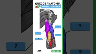 🔴👉 QUIZ DE ANATOMIA 🟨 Aula de Anatomia humana shorts [upl. by Eddina]