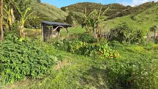 Te Araroa Day 14  Paihia to The Farm [upl. by Randene819]