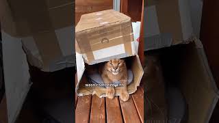 Caracal cat fights against owner for love caracalcat shorts cat pets animals [upl. by Florie]