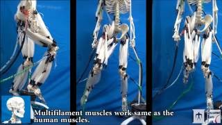 Musculoskeletal Robot Driven by Multifilament Muscles [upl. by Yenetruoc]