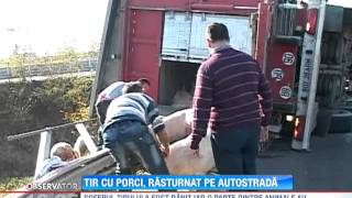 Un TIR încarcat cu 170 de porci sa rasturnat pe autostrada Bucureşti  Piteşti [upl. by Naquin]