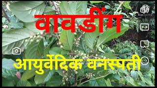 वावडिंग Vavding आयुर्वेदिक वनस्पती वावडींग चे फायदे Embelia Ribes वावडुंग [upl. by Sorips440]