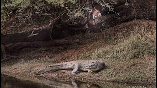 Tiger vs crocodile all about the attack of the tigress Machli on the mugger crocodile [upl. by Wendye794]