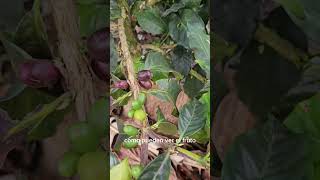 variedad parainema en colombia [upl. by Attenrev]