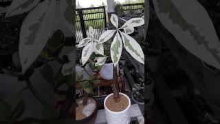 variegated money tree plants plant moneytree moneytrees moneytreegrowing [upl. by Chil]