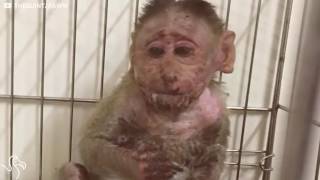 Baby Monkey Who Was Electrocuted Is So Lucky To Be Alive [upl. by Laicram]