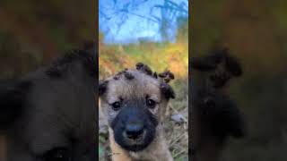 Go out and change your hairstyle pastoral dog puppy [upl. by Netsyrc]