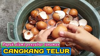 Bersihbersih kulit telur Tanaman subur dengan pupuk cangkang telur [upl. by Necyrb]