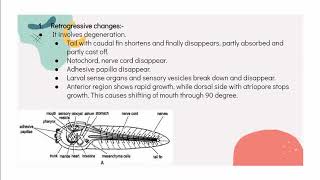 Retrogressive metamorphosis in Herdmania [upl. by Airotel]