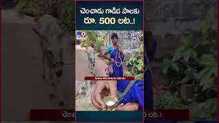 iSmart News  చెంచాడు గాడిద పాలకు రూ 500 లట  Donkey Milk Price  TV9 [upl. by Sonitnatsnok]