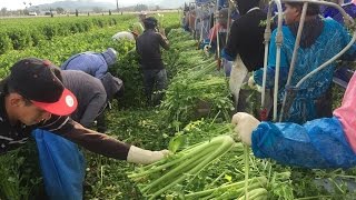 Celery Harvested and Loaded [upl. by Oskar]