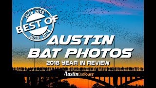 Best of 2018  Year in Review  Austin Bat Photos [upl. by Freya]