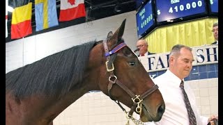 2016 Standardbred Horse Sale [upl. by Chapin]