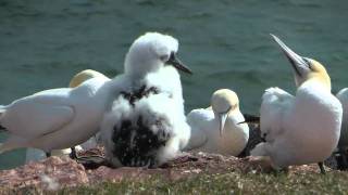 Basstölpel auf Helgoland [upl. by Akiria142]