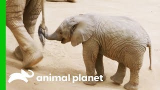 This Baby Elephant Is Learning How To Use Her Trunk  The Zoo San Diego [upl. by Irah]