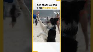 Brazilian Dog Becomes Footvolley Star Teaching Beachgoers How To Play [upl. by Oneladgam]