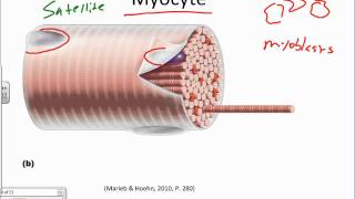 Muscle Muscle Tissue and the Sarcomerewmv [upl. by Nacnud502]