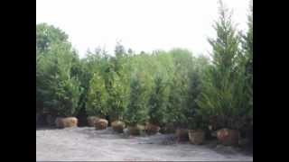 Growing Hetz Columnar Junipers For Deer Resistant Plantings [upl. by Walker]