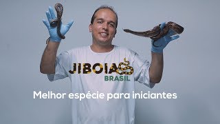 Melhor Jiboia para iniciantes [upl. by Monetta740]