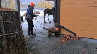 Nosework utvendig hjørne terskel Fønix [upl. by Salene]