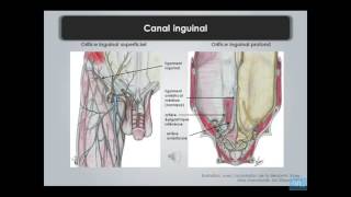 paroi de labdomen et region inguino femoral partie 3 [upl. by Marsha]