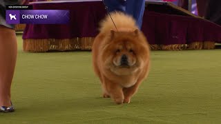 Chow Chows  Breed Judging 2024 [upl. by Enialedam255]