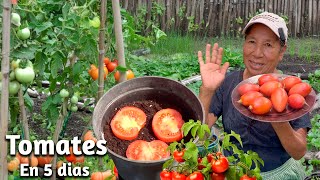 CIENTOS de TOMATERAS en 8 DÍAS  Como Germinar TOMATES del SUPERMERCADO en Casa [upl. by Critta795]