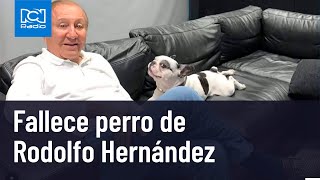 Murió la mascota de Rodolfo Hernández un día después de su dueño [upl. by Dolley]