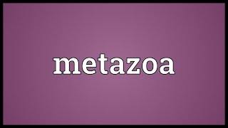 Metazoa Meaning [upl. by Amaryl]