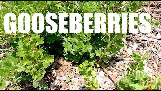 GOOSEBERRIES Everything You Need To Know [upl. by Claybourne]