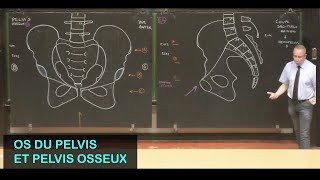 Anatomie des os du pelvis et pelvis osseux Pelvis 1 [upl. by Evaleen]