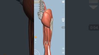 Deep muscles of Gluteal region [upl. by Elene932]