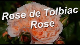 Rose de Tolbiac Kordes [upl. by Cody]