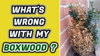 Whats Wrong With My Boxwood Why Yellow Leaves amp How To Stop It [upl. by Jourdain]