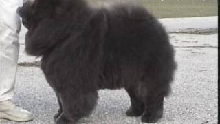 The Chow Chows Stilted Gait [upl. by Dorehs]