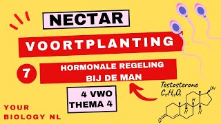 4 vwo  Voortplanting  7  Hormonale regeling bij de man [upl. by Austin]